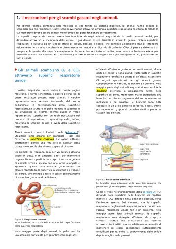 Evoluzione sistema respiratorio - Liceo Classico Psicopedagogico ...