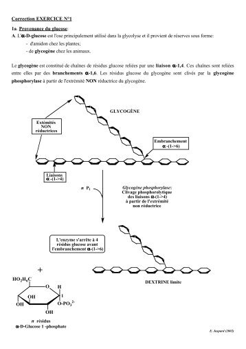 Correction EXERCICE NÂ°1 1a. Provenance du glucose: A. L'Î±-D ...