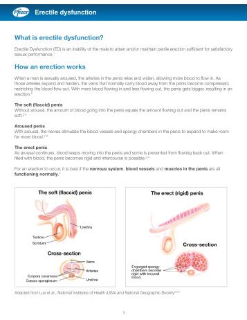 How an erection works - Pfizer.ca