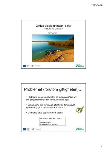 Giftiga algblomningar i sjÃ¶ar - Svenskt Vatten