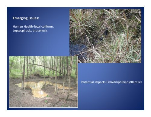 Feral Pig Disturbance Presentation - Southwest Florida Water ...
