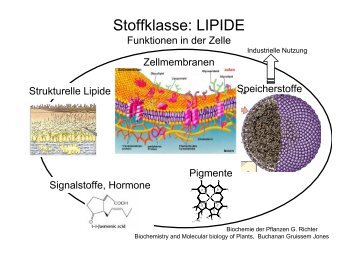 Stoffklasse: LIPIDE