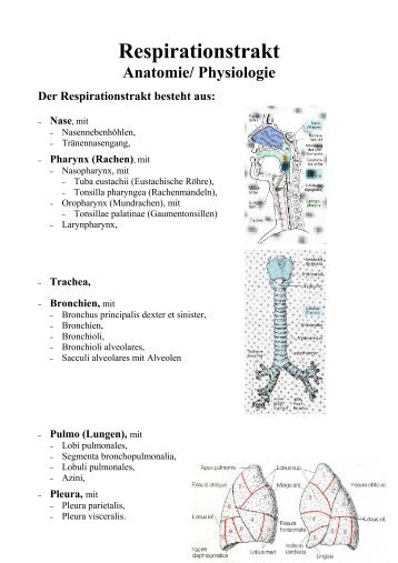 Respirationstrakt - Frintroper Praxis für Naturheilkunde