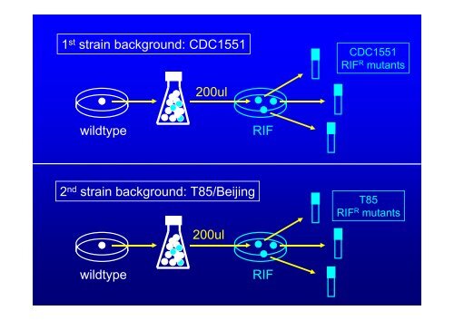 How Is TB Transmitted ?