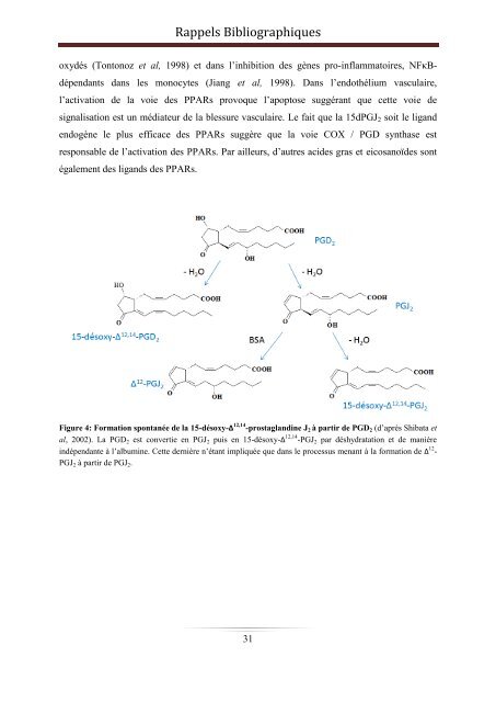 Métabolisme et fonctions des acides gras oméga-3 à longue chaîne ...