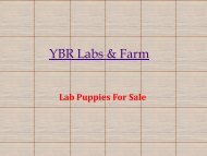 Lab Puppies For Sale