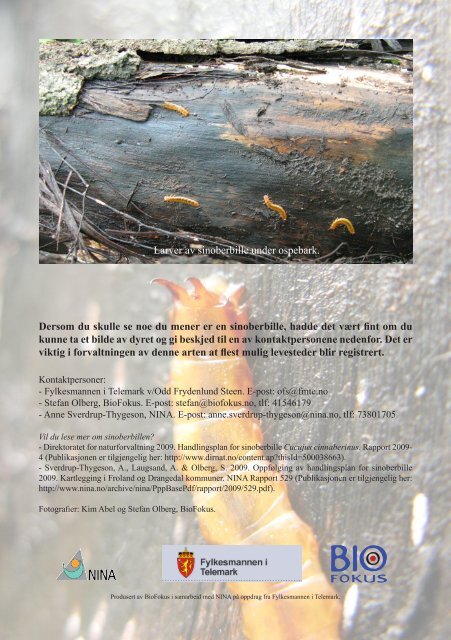 Sinoberbille - en truet art mellom barken og veden - NINA