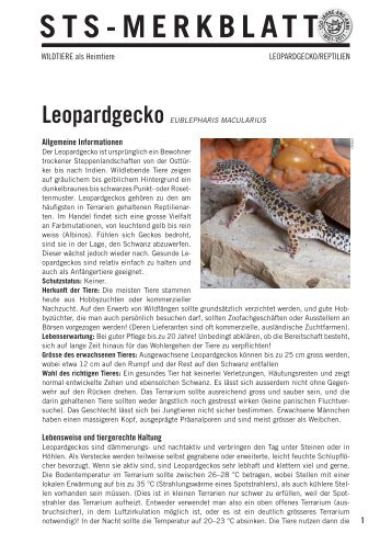 Leopardgecko - Schweizer Tierschutz STS