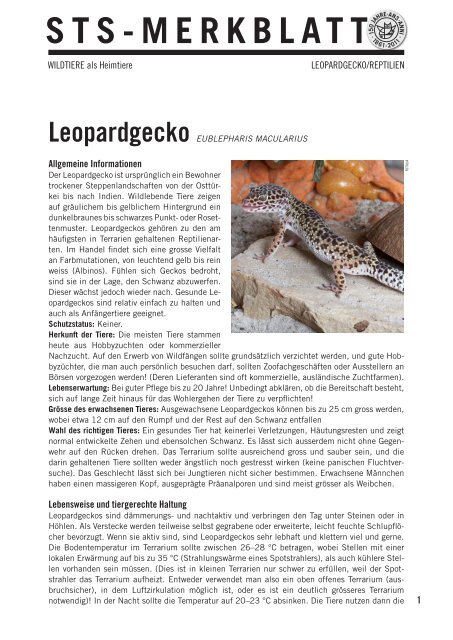 Leopardgecko - Schweizer Tierschutz STS