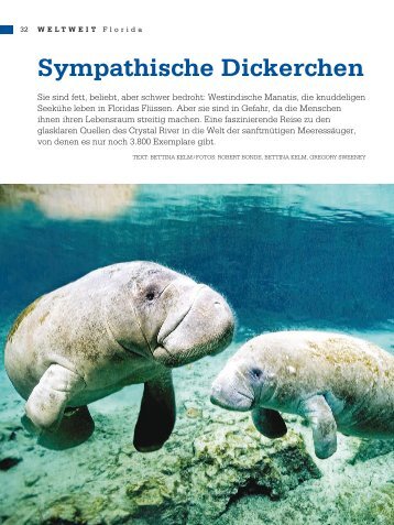 Sympathische Dickerchen - tintenfisch - text und konzept