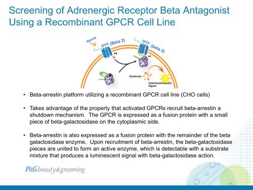 the role of adrenergic beta receptors for skin pigmentation