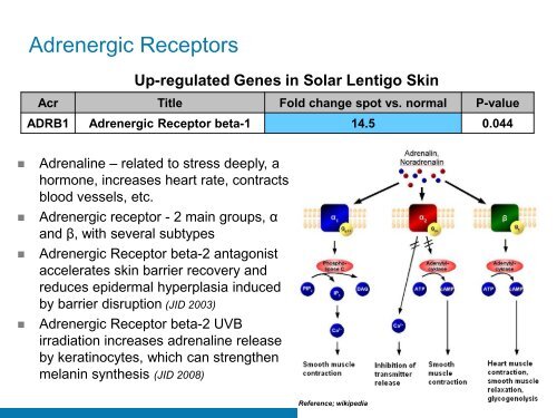 the role of adrenergic beta receptors for skin pigmentation