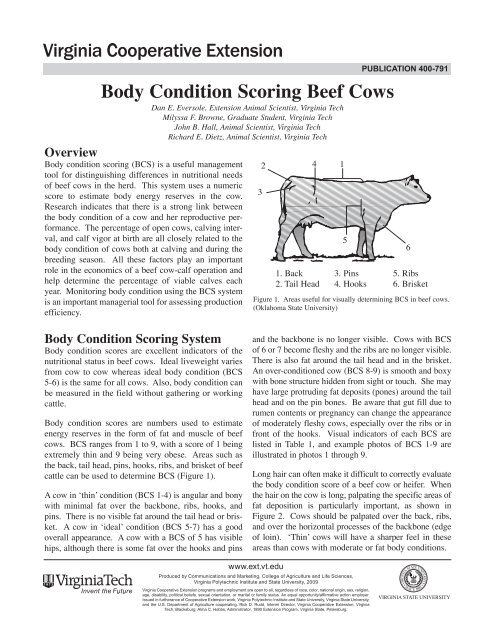 Body Condition Scoring Beef Cows - Virginia Cooperative Extension ...