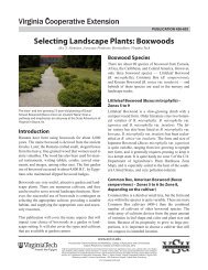 Selecting Landscape Plants: Boxwoods - Virginia Cooperative ...