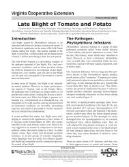 Late Blight of Tomato and Potato - Virginia Cooperative Extension ...