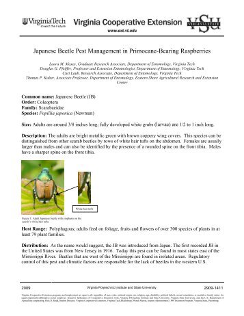 Japanese beetle pest management in primocane-bearing raspberries