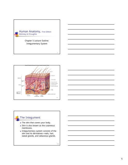 Integumentary System Integumentary System