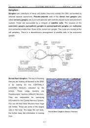 Ganglion :