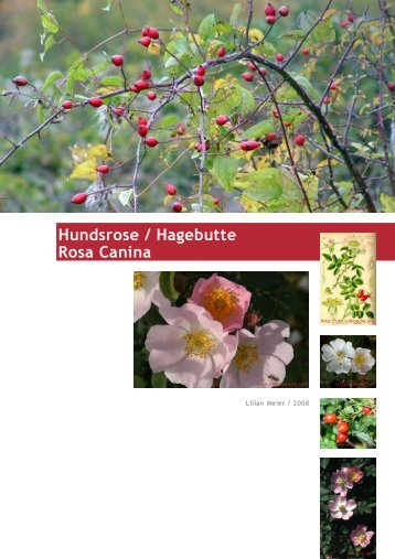 Lilian Meier: Hundsrose / Hagebutte Rosa Canina