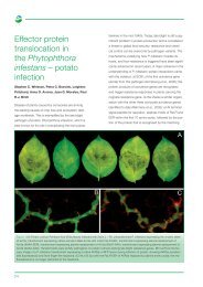 PDF file: Effector protein translocation in the Phytophthora infestans