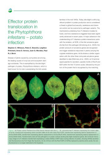 PDF file: Effector protein translocation in the Phytophthora infestans