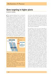 Gene targeting in higher plants