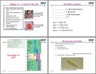 Chapter 4 - A Tour of the Cell The Metric System Size Range of ...