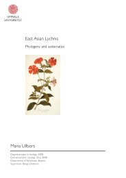 East Asian Lychnis Maria Ullbors