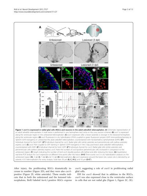 PDF - Neural Development