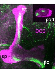 Dynamics of glutamatergic signaling in the mushroom ... - HAL - ESPCI