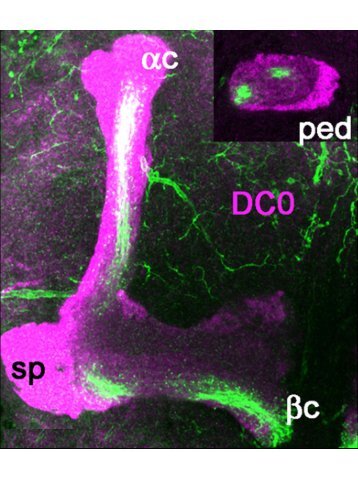 Dynamics of glutamatergic signaling in the mushroom ... - HAL - ESPCI