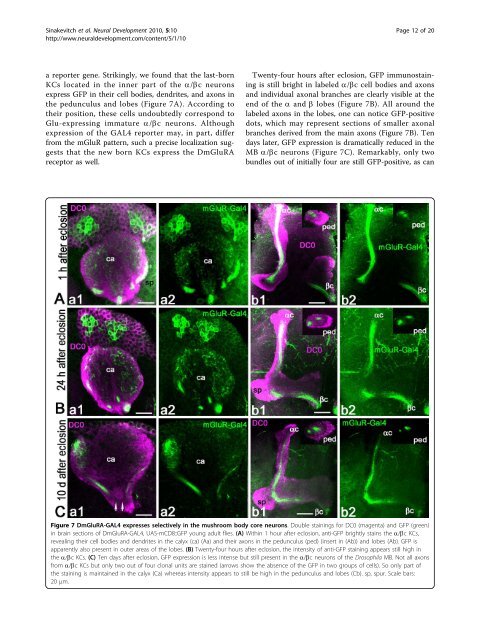 Dynamics of glutamatergic signaling in the mushroom ... - HAL - ESPCI