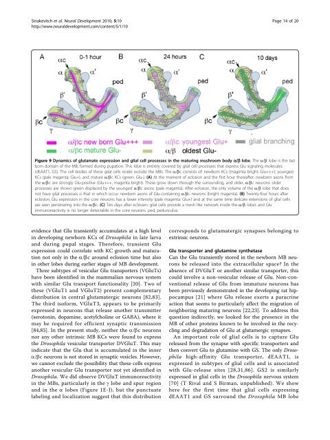Dynamics of glutamatergic signaling in the mushroom ... - HAL - ESPCI