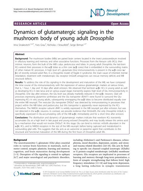 Dynamics of glutamatergic signaling in the mushroom ... - HAL - ESPCI