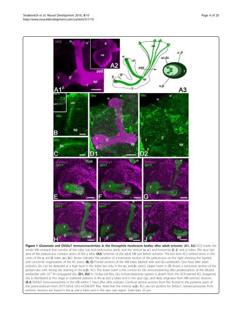 Dynamics of glutamatergic signaling in the mushroom ... - HAL - ESPCI