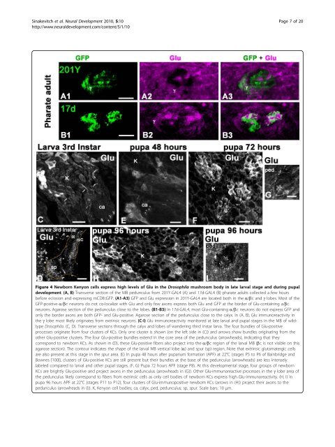 Dynamics of glutamatergic signaling in the mushroom ... - HAL - ESPCI