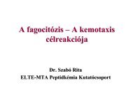 A fagocitózis – A kemotaxis célreakciója