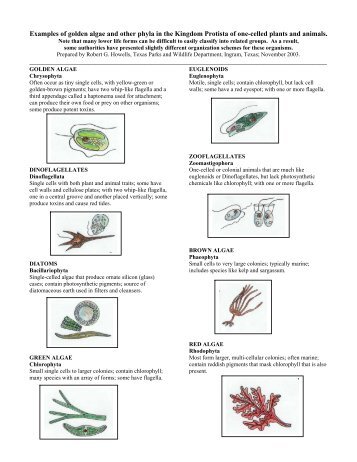 Examples of golden algae and other phyla in the Kingdom Protista ...