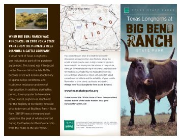 Texas Longhorns at Big Bend Ranch State Park