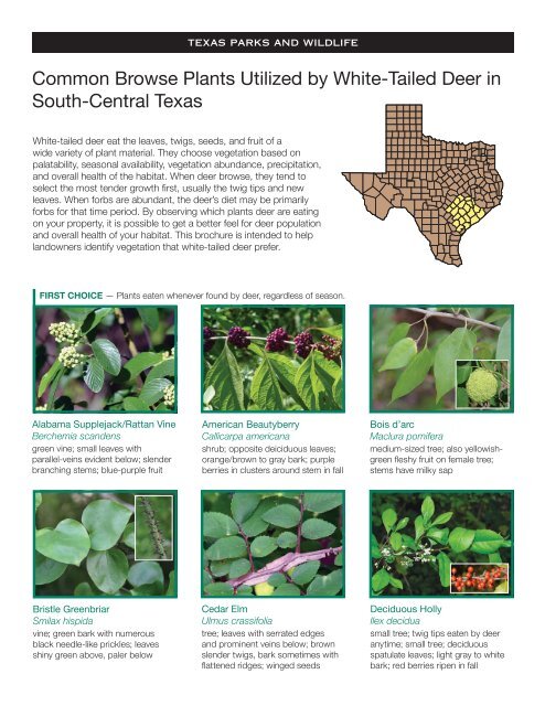 Common Browse Plants Utilized by White-Tailed Deer in South ...