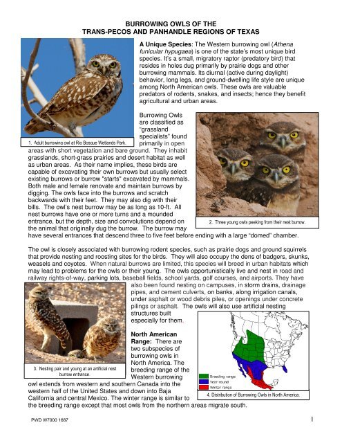 1 burrowing owls of the trans-pecos and panhandle regions of texas