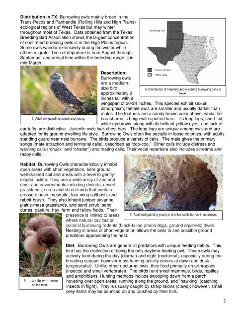 1 burrowing owls of the trans-pecos and panhandle regions of texas