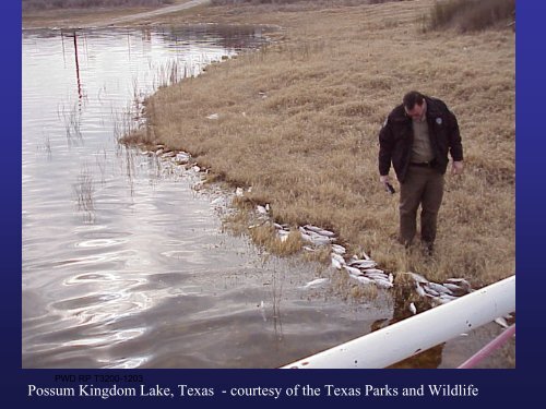 Golden Alga Workshop Summary Report - Texas Parks & Wildlife ...