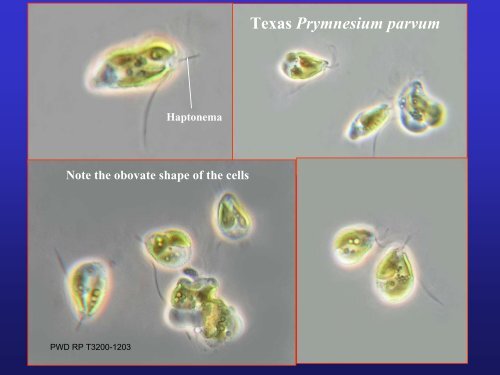 Golden Alga Workshop Summary Report - Texas Parks & Wildlife ...