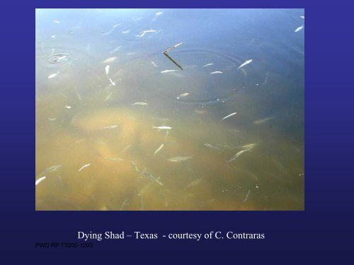 Golden Alga Workshop Summary Report - Texas Parks & Wildlife ...
