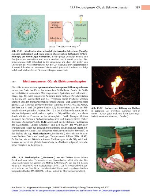 Allgemeine Mikrobiologie