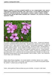 Lepotice z visokogorskih meliÅ¡Ä - Trajnice Golob - KlanÄiÄ