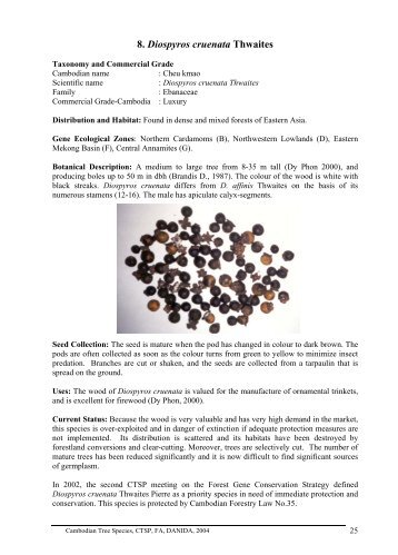 Diospyros cruenata - Cambodia Tree Seed Project