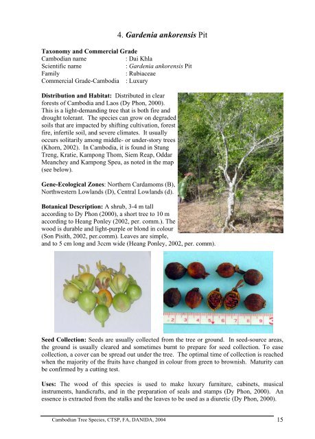 Gardenia Ankorensis Cambodia Tree Seed Project Gardenia Ankorensis Cambodia Tree, How To Get Seeds From Gardenia