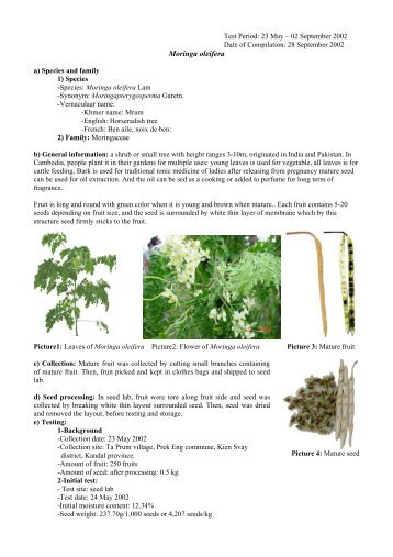 Moringa oleifera - Cambodia Tree Seed Project